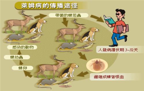 美國東北部萊姆病例增多，疾管局提醒，民眾至美國東北部旅遊需做好自我防護，小心遭病媒蜱叮咬