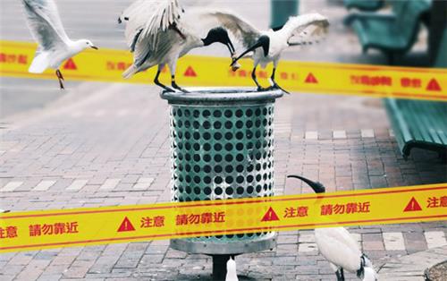 指揮中心持續稽查違法宰殺、陳列/展示/販售活禽，並呼籲業者與民眾務必支持與配合政府政策，以維護大眾健康