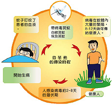 登革熱的潛伏期