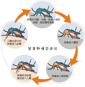 登革熱傳播方式