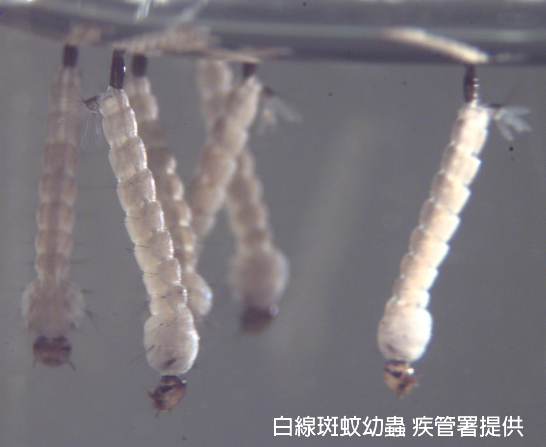 白線斑蚊幼蟲CDC.jpg