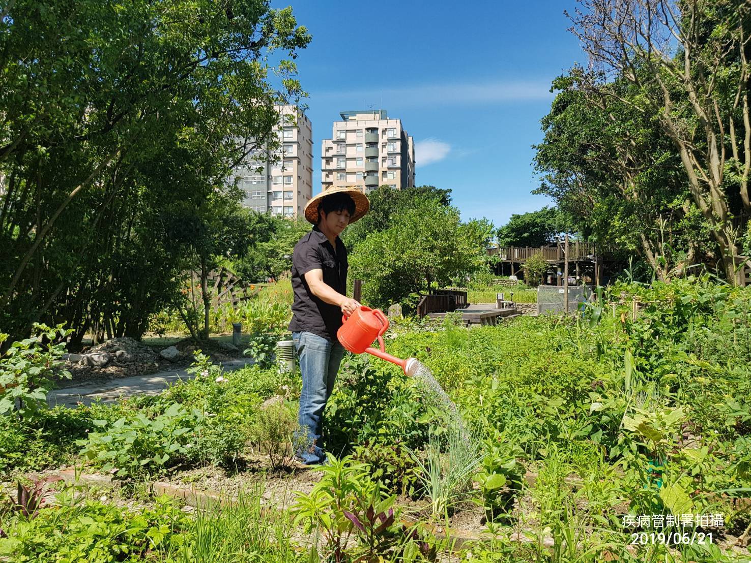 圖1-目前都市菜園改以水龍頭取代儲水桶避免病媒蚊孳生