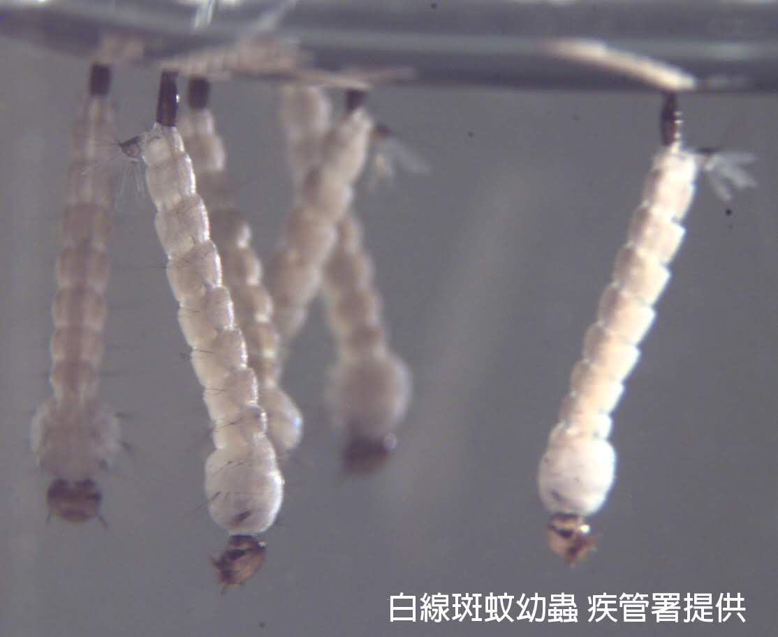 白線斑蚊幼蟲.jpg