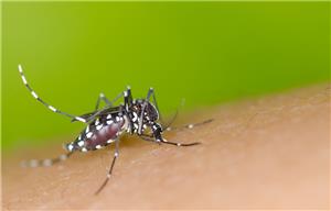 國內出現今年首例本土登革熱確定病例，近期氣溫漸升且有降雨，民眾請加強防蚊與落實環境整頓
